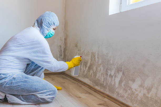 Licensed Mold Testing service in Madison, NC - WQB Mold Removal