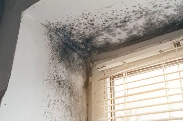 Affordable Mold Testing solutions in Madison, NC